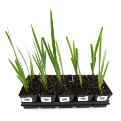 IRIS PSEUDOACORUS 1 LITRO