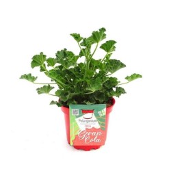 PELARGONIUM GERANCOLA MACETA 17CM