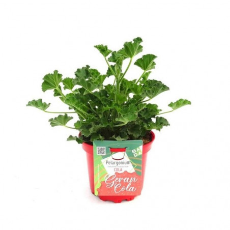 PELARGONIUM GERANCOLA MACETA 17CM