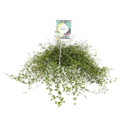 MUELHEMBECKIA COMPLEXA TARRINA 22CM