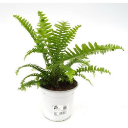 NEPHROLEPIS CORDIFOLIA MACETA 13CM