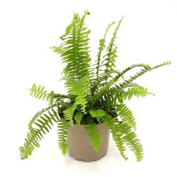 NEPHROLEPIS CORDIFOLIA MACETA 17CM