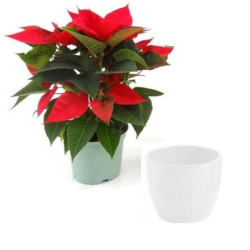 FLOR DE PASCUA MACETA 13CM + CUBREMACETA BLANCO