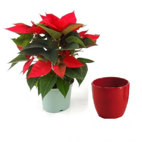 FLOR DE PASCUA MACETA 13CM + MACETERO ROJO