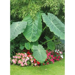 COLOCASIA ESCULENTA BULBO GIGANTE GRANEL X1