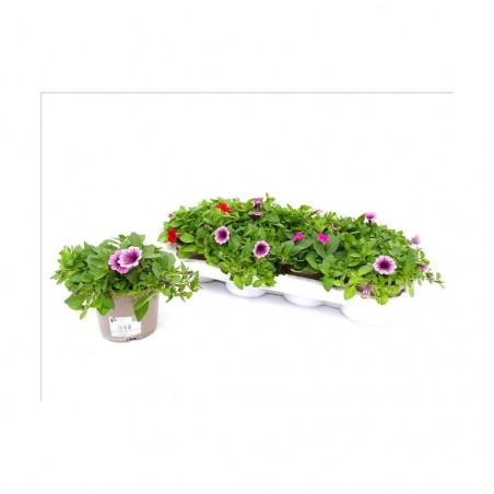 PETUNIA LITTLETUNIA MACETA 13CM