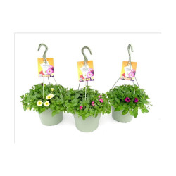 PETUNIA LITTLETUNIA MACETA TARRINA 22CM COLGANTE