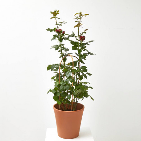 ROSAL GRANDIFLORA MACETA 22CM