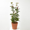 ROSAL GRANDIFLORA MACETA 22CM