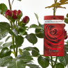 ROSAL GRANDIFLORA MACETA 22CM