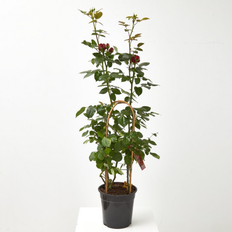 ROSAL GRANDIFLORA MACETA 22CM