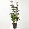 ROSAL GRANDIFLORA MACETA 22CM