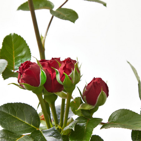 ROSAL GRANDIFLORA MACETA 22CM