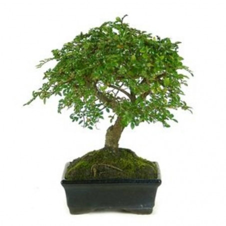 ZELKOVA BONSAI 5 AÑOS
