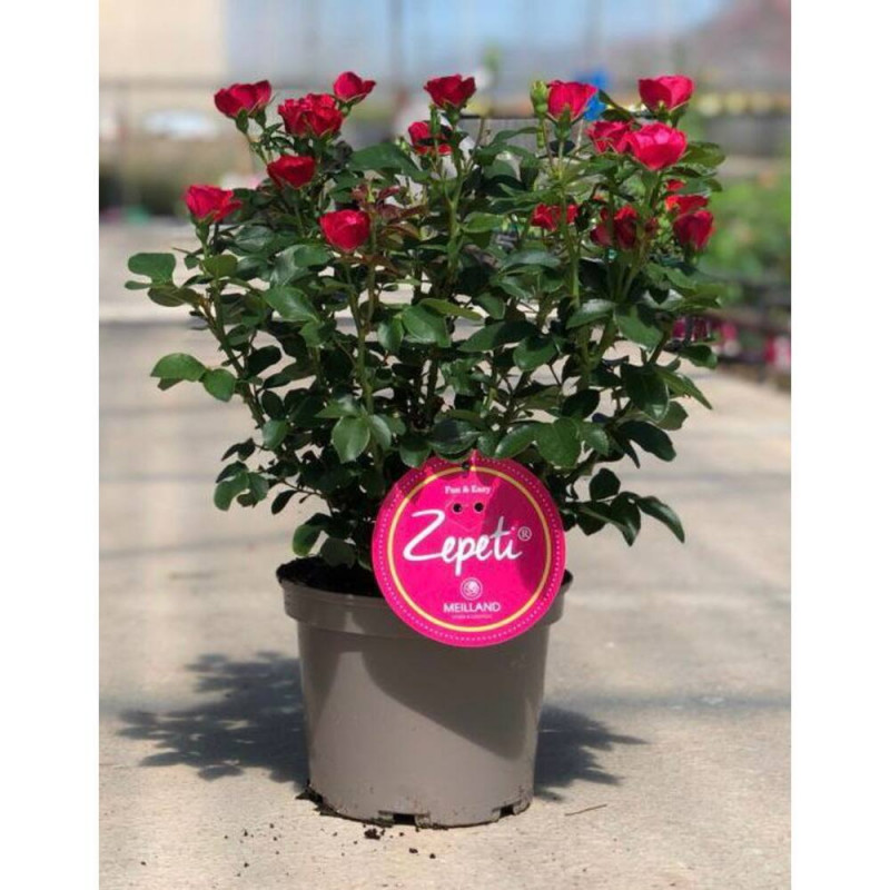 ROSAL ZEPETI MACETA 20CM