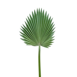 WASHINGTONIA HOJA VERDE 95CM TALLO