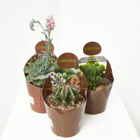 CACTUS Y CRASAS COLLECTION M-14
