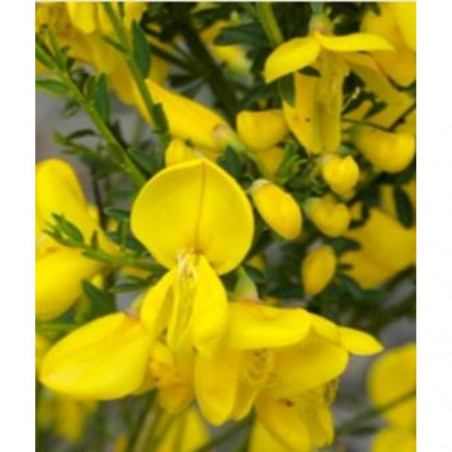 RETAMA ORNAMENTAL MACETA 3 LITROS