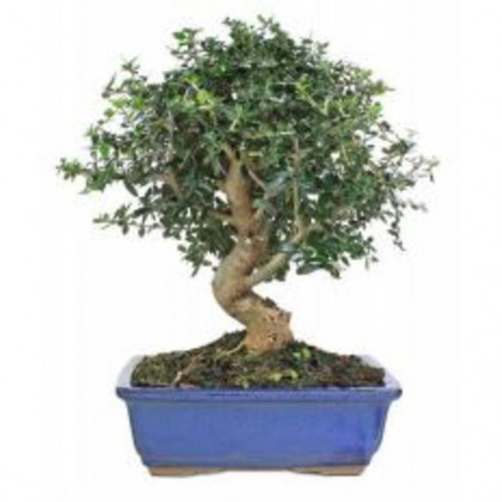 BONSAI 13 AÑOS