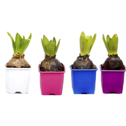 BULBO DE JACINTO EN MACETA 7CM