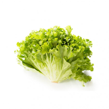 ESCAROLA LISA EN MACETA