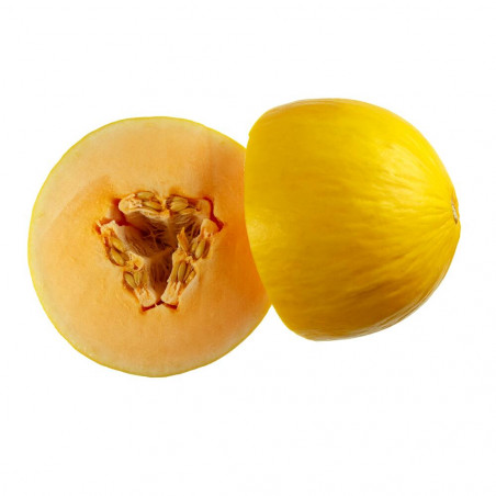MELÓN AMARILLO EN MACETA