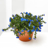 LITHODORA MACETA 13CM