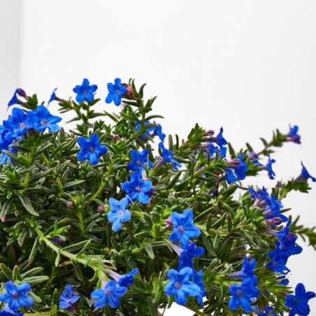 LITHODORA MACETA 13CM