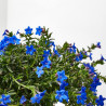 LITHODORA MACETA 13CM