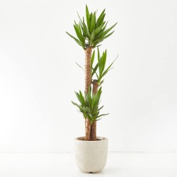 YUCCA