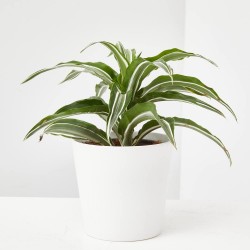 DRACENA - SURTIDO VARIADO