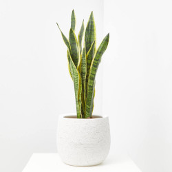 SANSEVIERIA - SURTIDO VARIADO