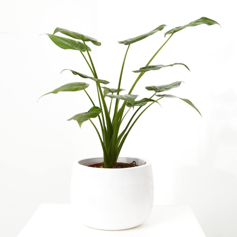 ALOCASIA VARIEDADES