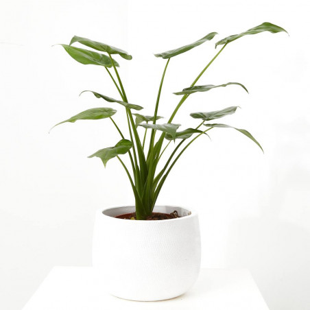 ALOCASIA VARIEDADES