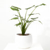 ALOCASIA VARIEDADES