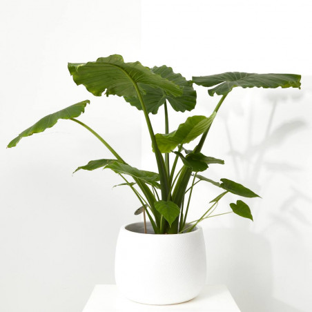 ALOCASIA VARIEDADES