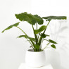 ALOCASIA VARIEDADES