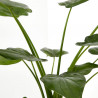 ALOCASIA VARIEDADES