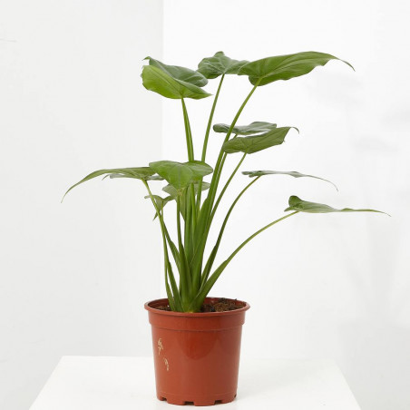 ALOCASIA VARIEDADES