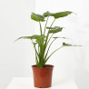 ALOCASIA VARIEDADES