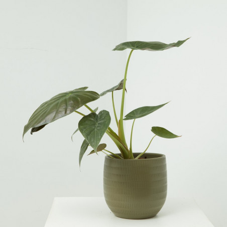 ALOCASIA VARIEDADES
