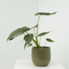 ALOCASIA VARIEDADES