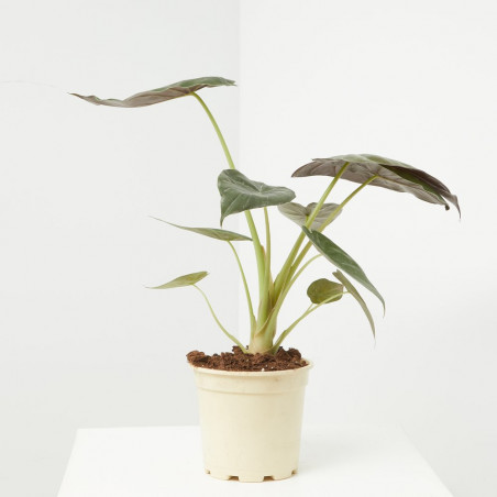 ALOCASIA VARIEDADES