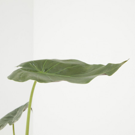 ALOCASIA VARIEDADES