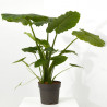 ALOCASIA VARIEDADES