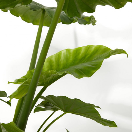 ALOCASIA VARIEDADES