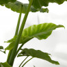 ALOCASIA VARIEDADES