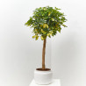 SCHEFFLERA GOLD CAPELLA COPA MACETA 24CM
