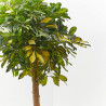SCHEFFLERA GOLD CAPELLA COPA MACETA 24CM