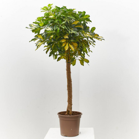 SCHEFFLERA GOLD CAPELLA COPA MACETA 24CM